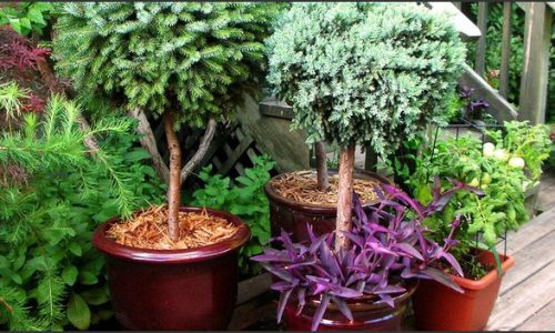 Planter Palooza: Garden Planter Ideas for Green Spaces