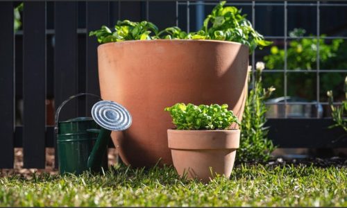 Potting Perfection: Affordable and Stylish Planting Pots