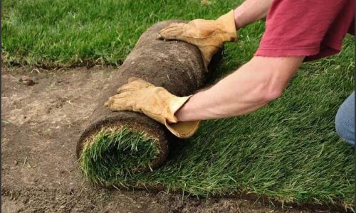 Sod Splendor: How Much Does It Cost to Sod a Yard?
